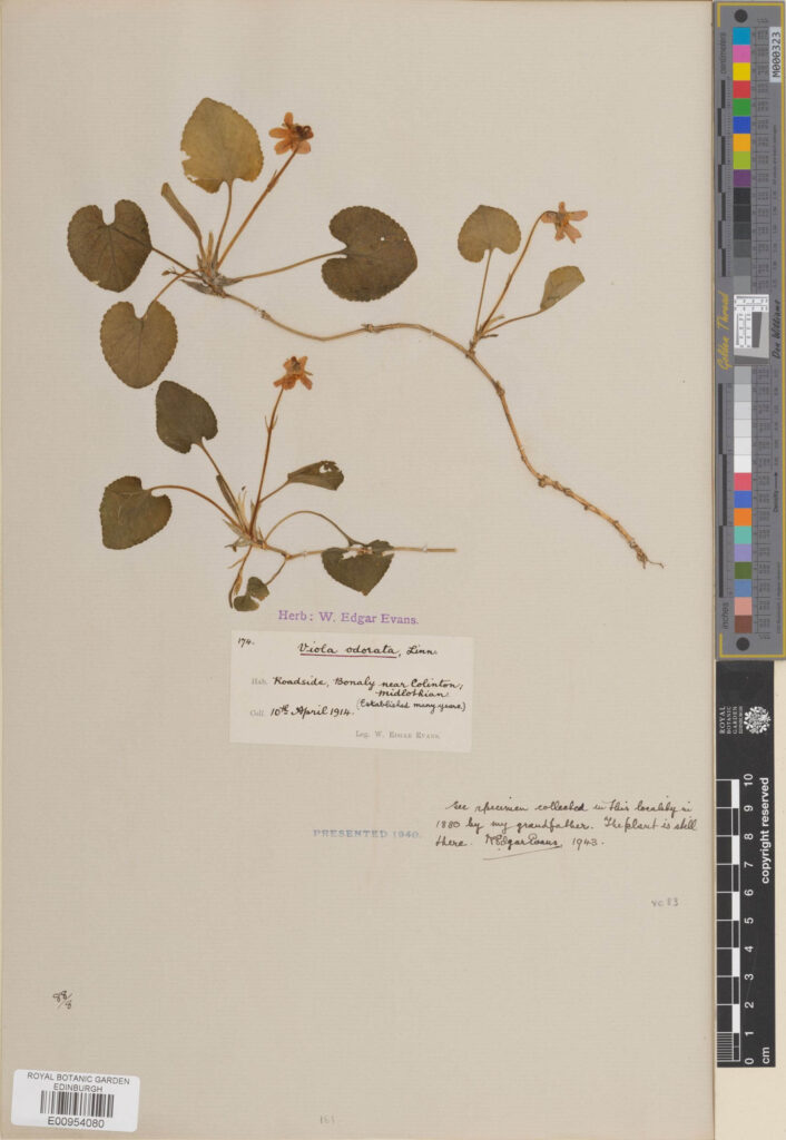 Specimen of Viola odorata L. collected by Edgar Evans in 1914 (E00954080)