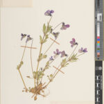 A beautifully preserved specimen of Viola tricolor L. collected in 1962 (E01224042)