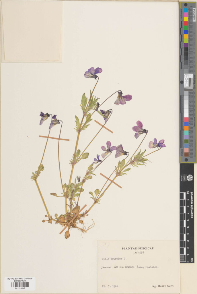 A beautifully preserved specimen of Viola tricolor L. collected in 1962 (E01224042)