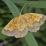 Dark bordered beauty moth, Geometridae Epione vespertaria