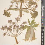The flowers of an as-yet-unidentified Heracleum specimen have been captured on this specimen from Sichuan, China.  The small envelope at the bottom left contains seeds that can be important to help with identification. (E00134751)