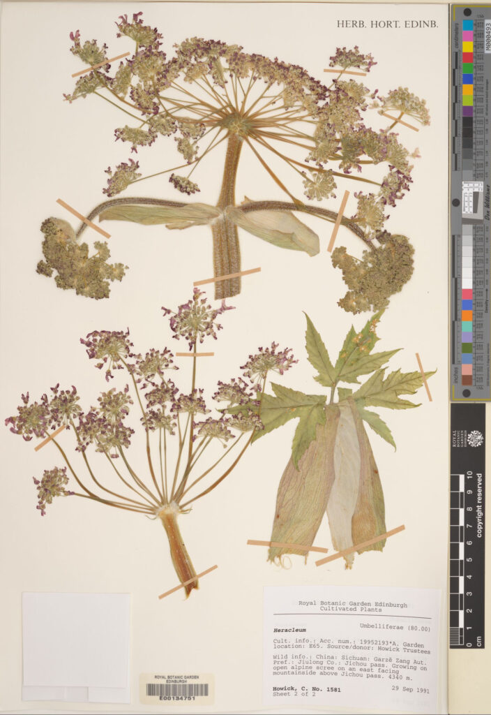 The flowers of an as-yet-unidentified Heracleum specimen have been captured on this specimen from Sichuan, China.  The small envelope at the bottom left contains seeds that can be important to help with identification. (E00134751)