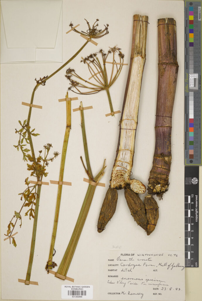 A specimen of Hemlock water-dropwort (Oenanthe crocata L.) from the collection.  The whole plant is poisonous, but the wild carrot-like roots are what lead many to making a deadly mistake. (E01262668).