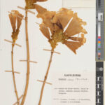 Large flowers of Tabebuia ochracea (Cham.) Melch. (E01365277)