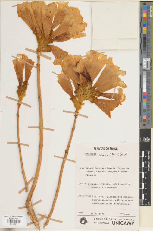 Large flowers of Tabebuia ochracea (Cham.) Melch. (E01365277)