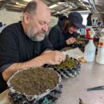 Two people weeding the pots of a rare moss that is reduced to a single wild population in Scotland