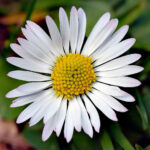 Bellis perennis flower