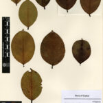 Sometimes a herbarium specimen is mainly made up of leaves mounted/affixed in a satisfying pattern, like this Klainedoxa gabonensis, an Irvingiaceae collected in Gabon in 2005 (E00217568).