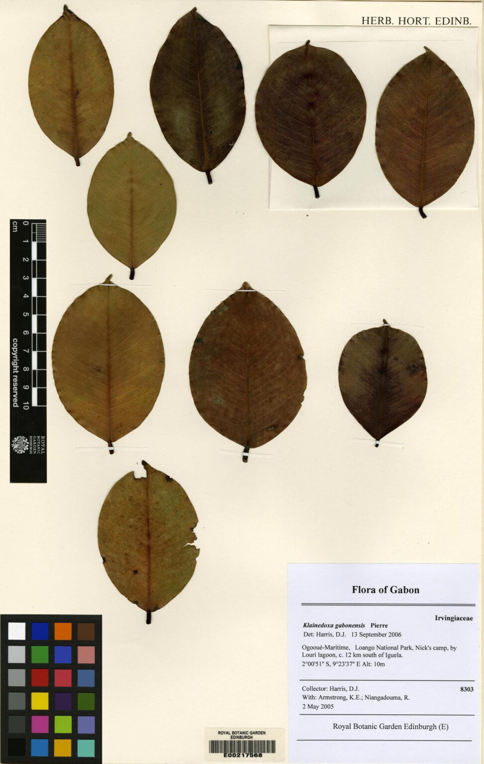 Sometimes a herbarium specimen is mainly made up of leaves mounted/affixed in a satisfying pattern, like this Klainedoxa gabonensis, an Irvingiaceae collected in Gabon in 2005 (E00217568).