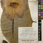 Nelumbo nucifera Gaertn. collected from Azerbaijan in 1908 (E00877924).