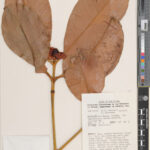 A specimen of Mangosteen from New Guinea. Mangosteen is the only Garcinia L. taxon widely cultivated at commercial scale for its fruit. Mangosteen generally reproduces apomictically, which means the fruits/seeds are produced without the need for pollination or fertilization. This is similar to how dandelions reproduce.