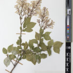 Specimen of Syringa pubescens Turcz. collected in China in 1964 (E01029236)