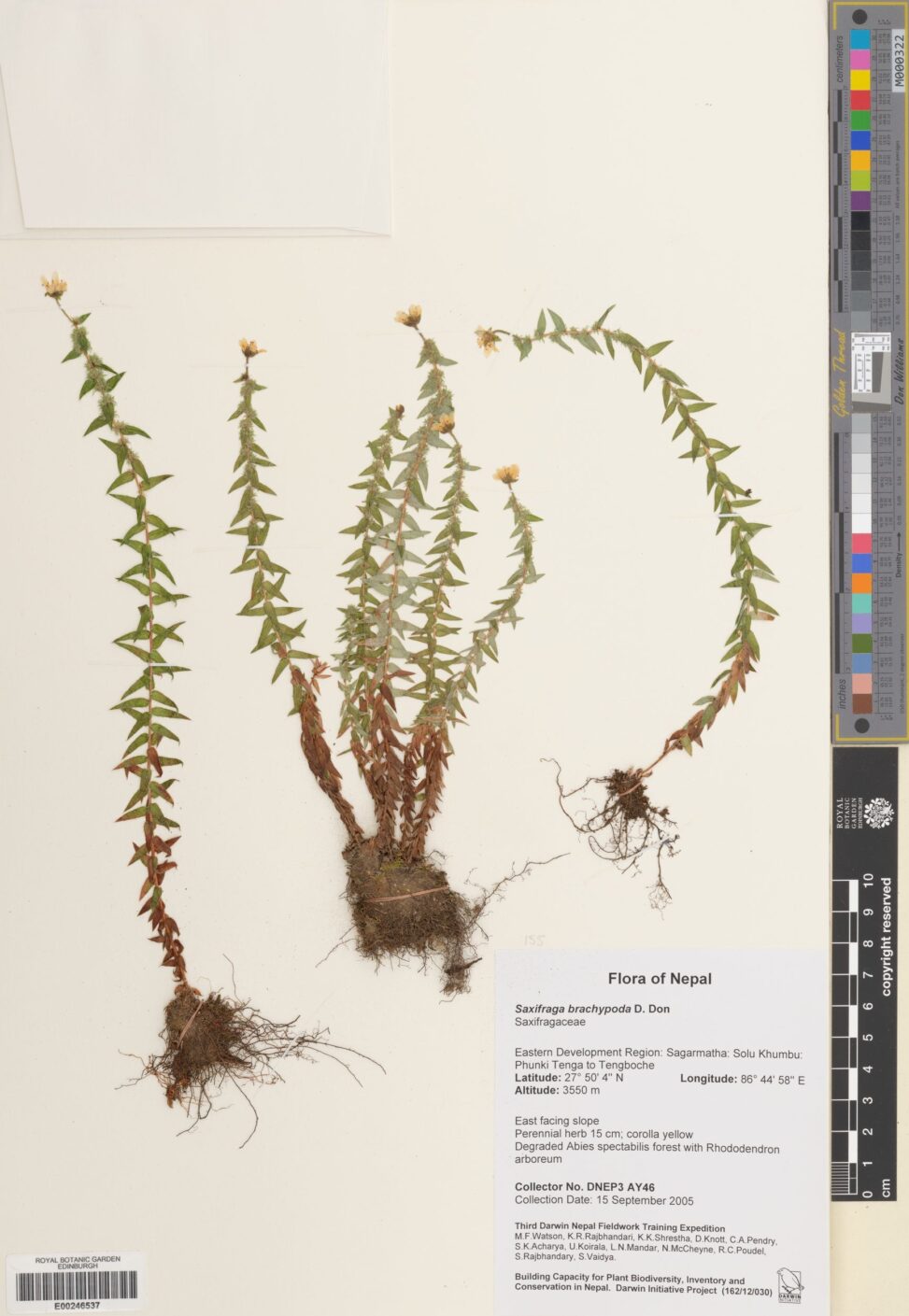 Herbarium specimen of Saxifraga brachypoda collected at an altitude of 3550m in Nepal, 2005 (E00246537)