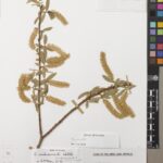 A herbarium specimen of the Cape silver or Safsaf willow (Salix mucronata) from a farm in Yemen. (E00371091)