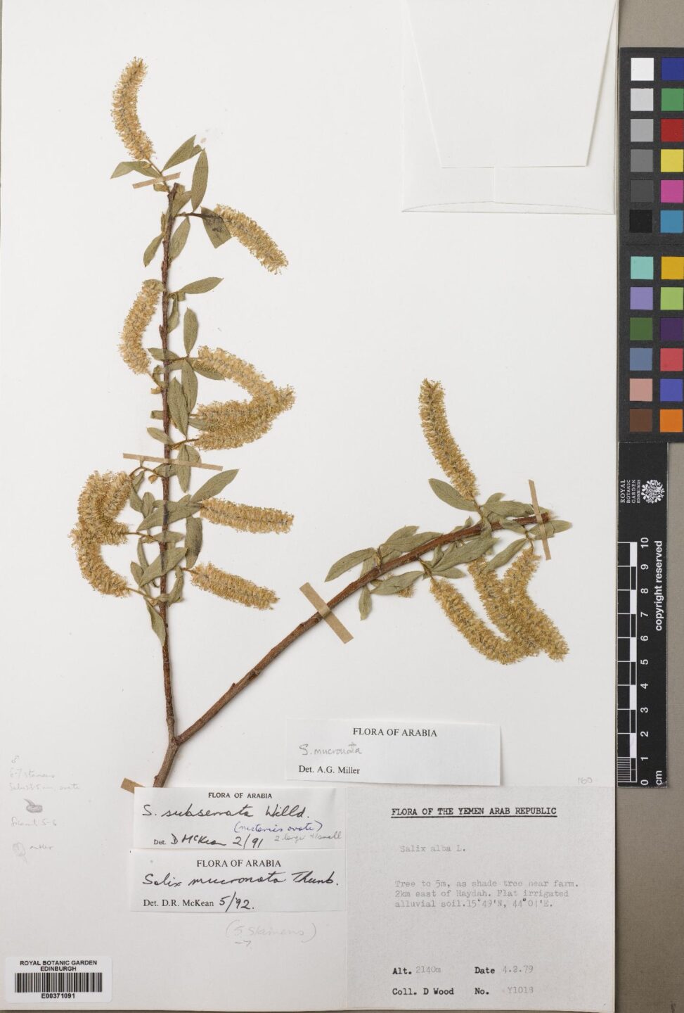 A herbarium specimen of the Cape silver or Safsaf willow (Salix mucronata) from a farm in Yemen. (E00371091)