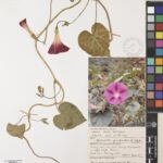 Specimen of Ipomoea purpurea (morning glory), collected in Yemen in 1984