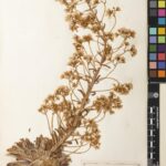 Saxifraga longifolia, showing leaves in a basal rosette. A herbarium specimen collected in Europe (E00636481)