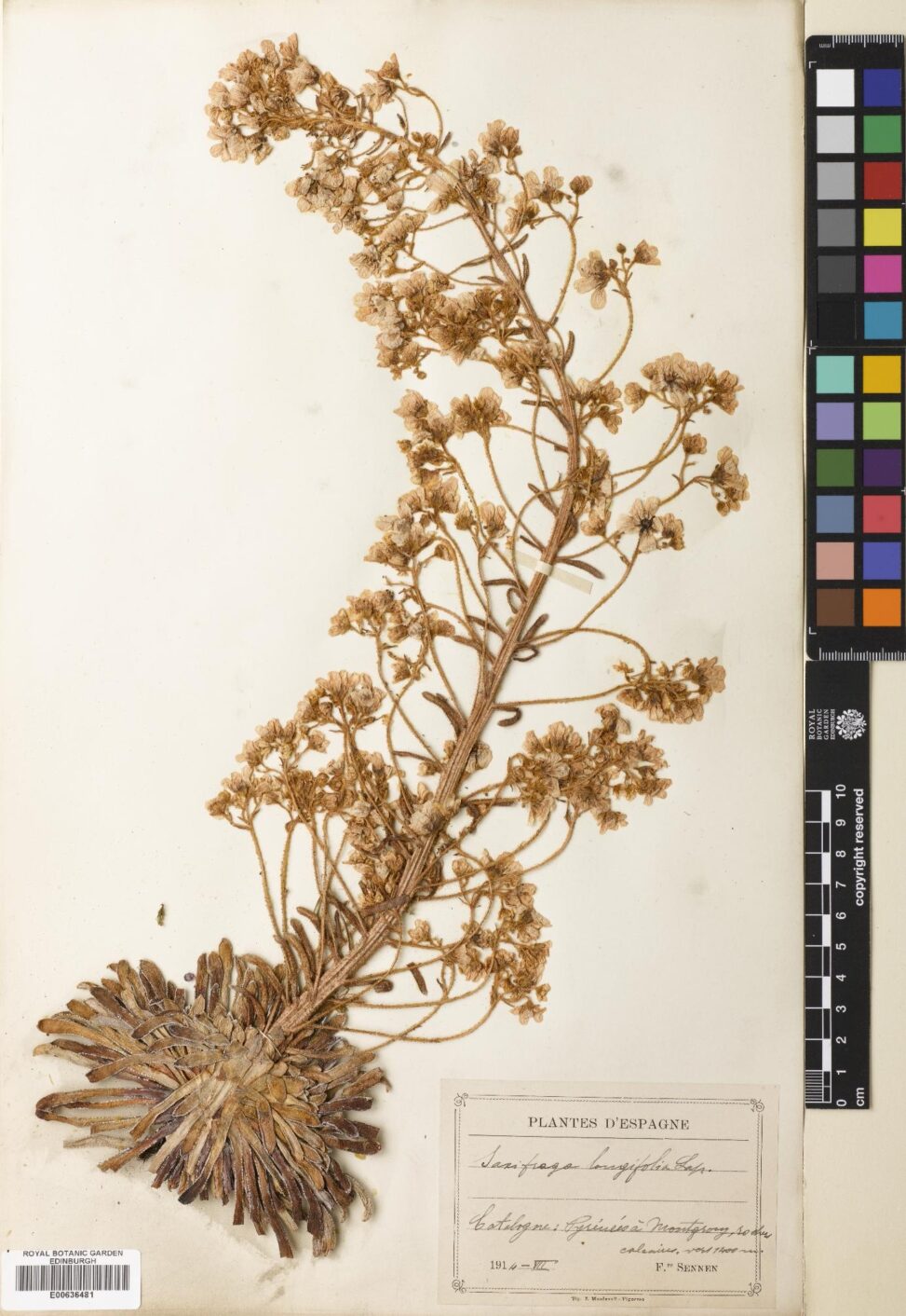 Saxifraga longifolia, showing leaves in a basal rosette. A herbarium specimen collected in Europe (E00636481)