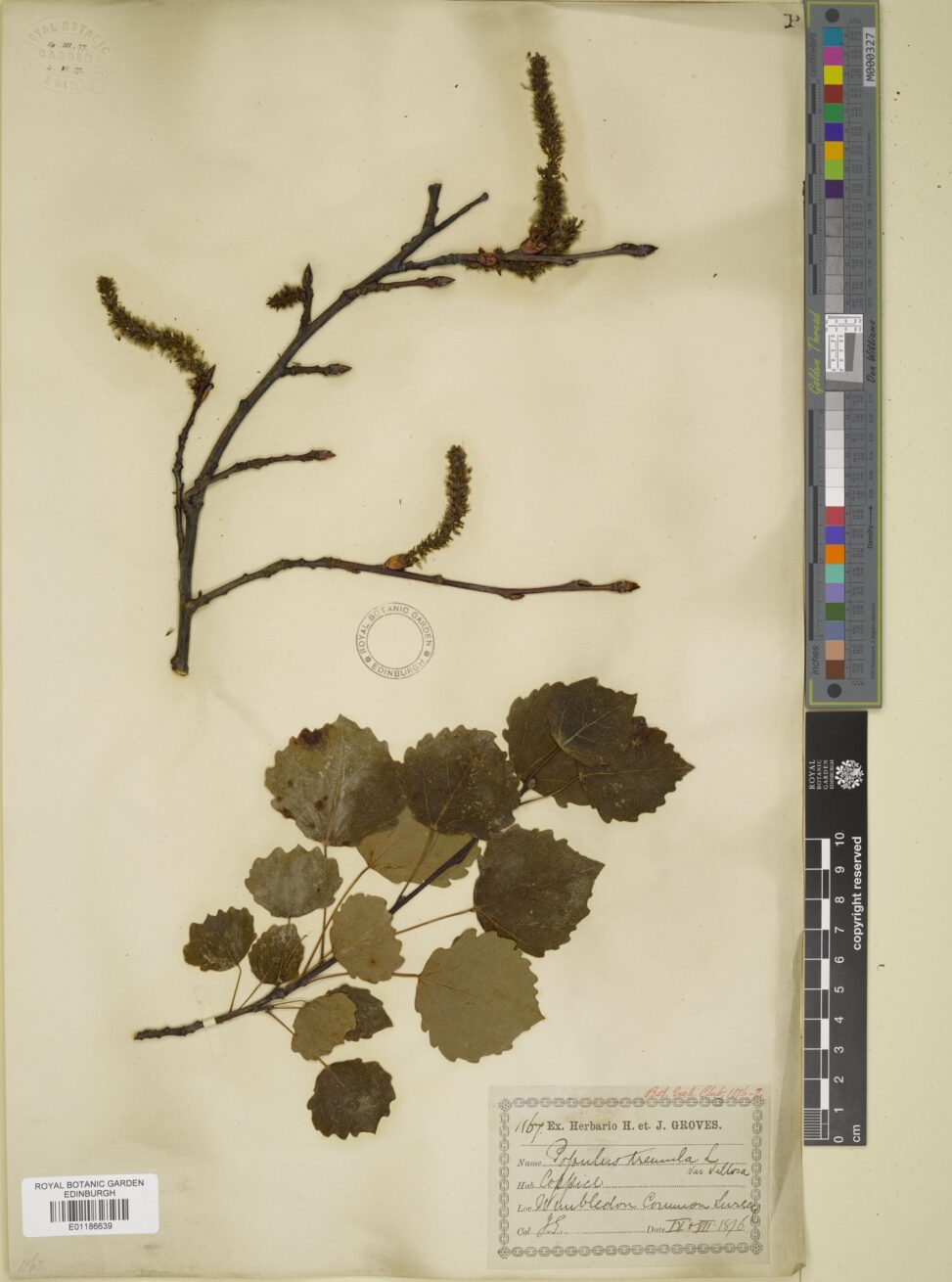 A herbarium specimen of the Cape silver or Safsaf willow (Salix mucronata) from a farm in Yemen. (E00371091)
