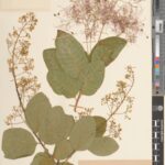 A well-preserved specimen of Cotinus coggygria, or European smoke tree. This specimen was collected in the Nikitsky Botanical Garden, Crimea. E01443513 