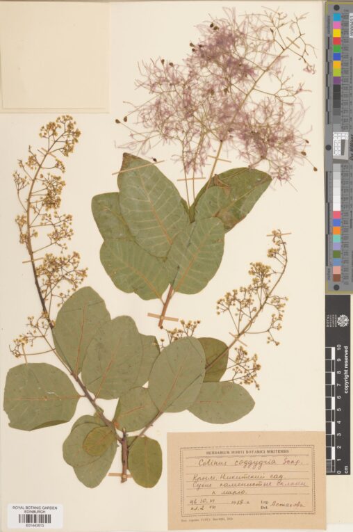 A well-preserved specimen of Cotinus coggygria, or European smoke tree. This specimen was collected in the Nikitsky Botanical Garden, Crimea. E01443513 