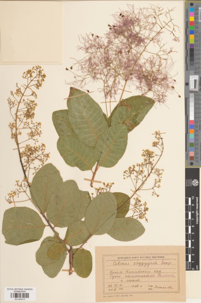 A well-preserved specimen of Cotinus coggygria, or European smoke tree. This specimen was collected in the Nikitsky Botanical Garden, Crimea. E01443513 