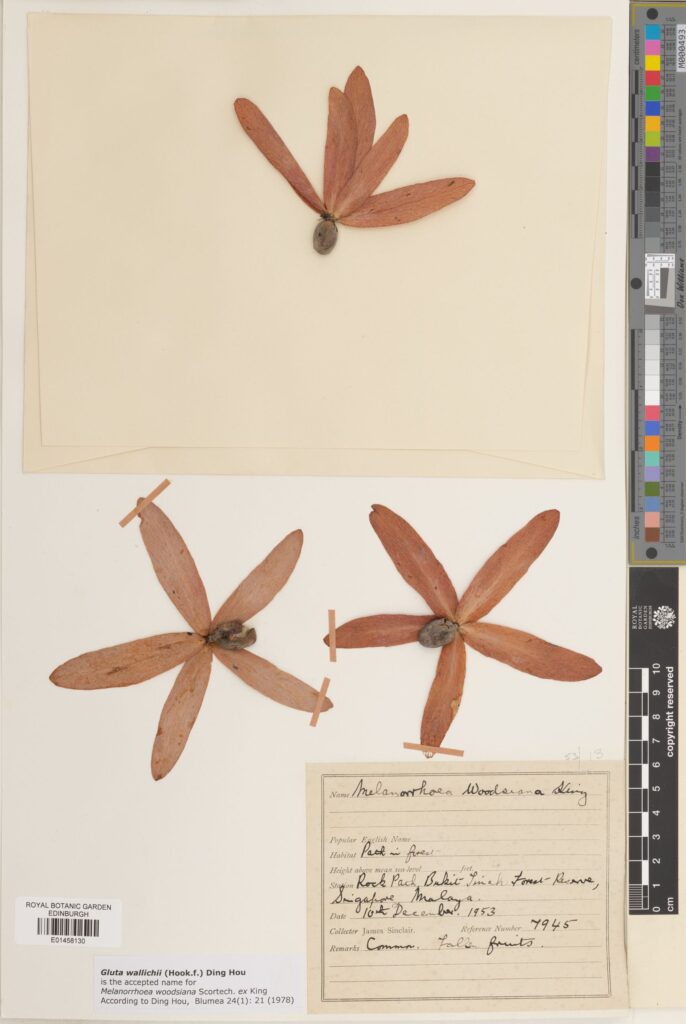 These fruits of Gluta wallichii were collected on the Malay Peninsula in 1953. No other parts of the tree were collected and the label states: common fallen fruits. It looks like these seeds might helicopter down and away from the tree. E01458130 