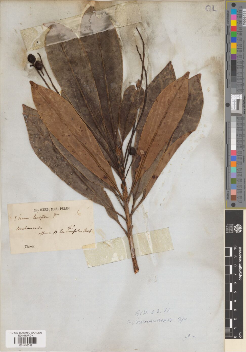 This is Buchanania sp. Spreng., collected in Timor. It is an Anacardiacea specimen that came to us via Glasgow herbarium, sadly affixed with particularly wide sticky tape, E01458352