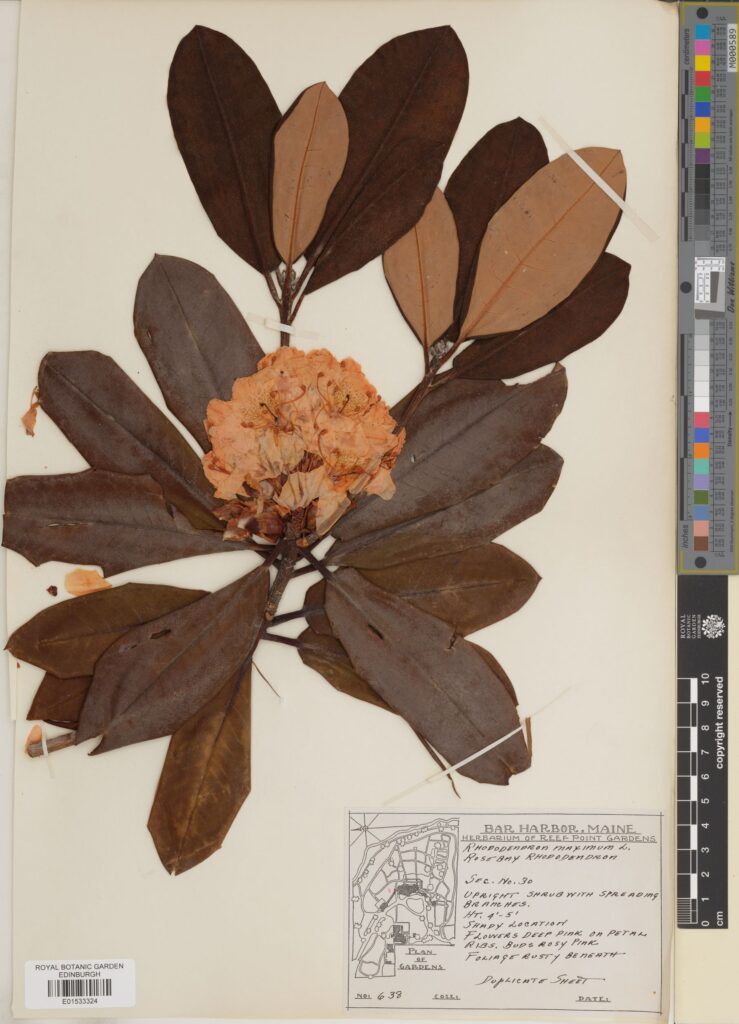 Specimen of Rhododendron maximum L. (E01533324)