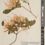 Specimen of Rhododendron arborescens (Pursh) Torr. (E01533542)