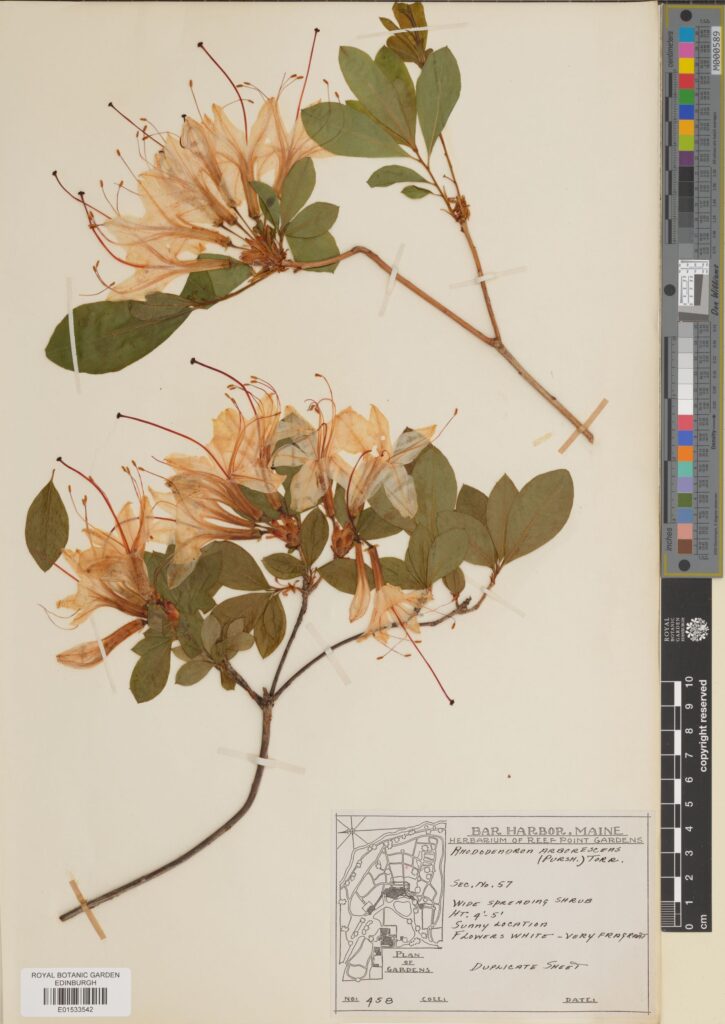 Specimen of Rhododendron arborescens (Pursh) Torr. (E01533542)