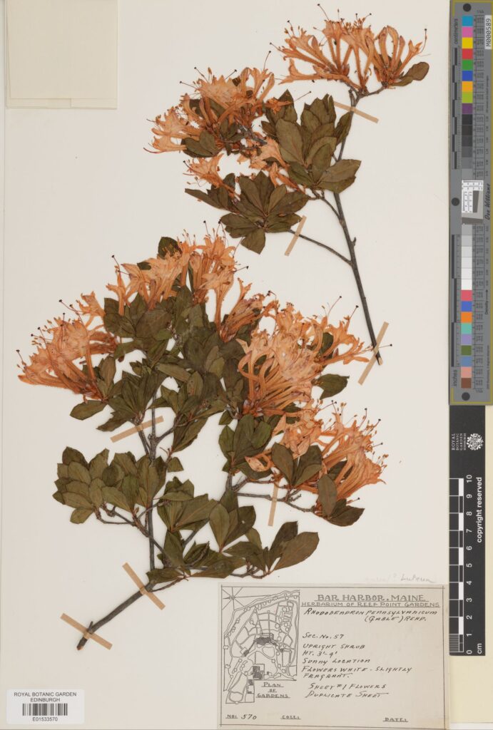 Specimen of Rhododendron luteum Sweet (E01533570)