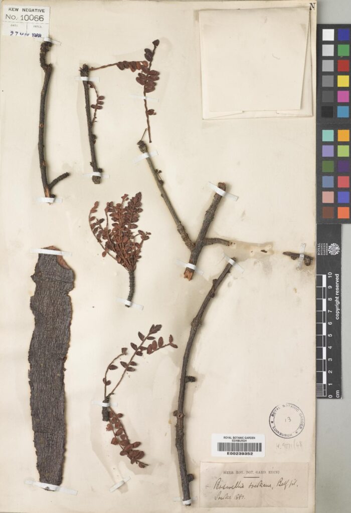 This Boswellia socotrana Balf.f. specimen was collected by Balfour and his associates during his first trip to the island Soqotra in 1880. (E00239352)