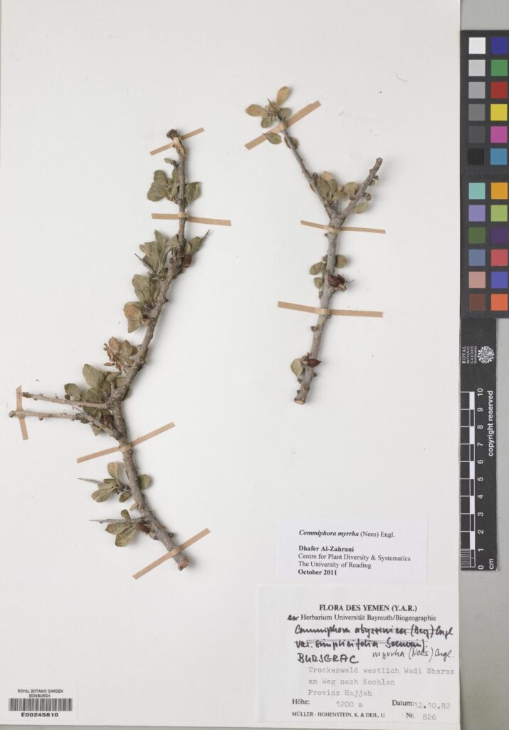 This Commiphora myrrha (Nees) Engl. (formerly known as Commiphora molmol (Engl.) Engl. ex Tschirch). This specimen was collected in west Yemen. (E00245810)