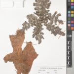 Specimen of Boswellia sacra Flück. collected in Oman in 1982. Boswellia sacra is one of the species that produce true frankincense. (E00436145)