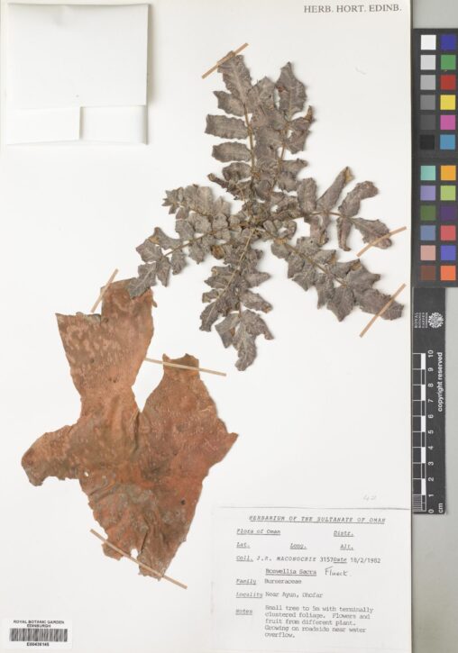 Specimen of Boswellia sacra Flück. collected in Oman in 1982. Boswellia sacra is one of the species that produce true frankincense. (E00436145)