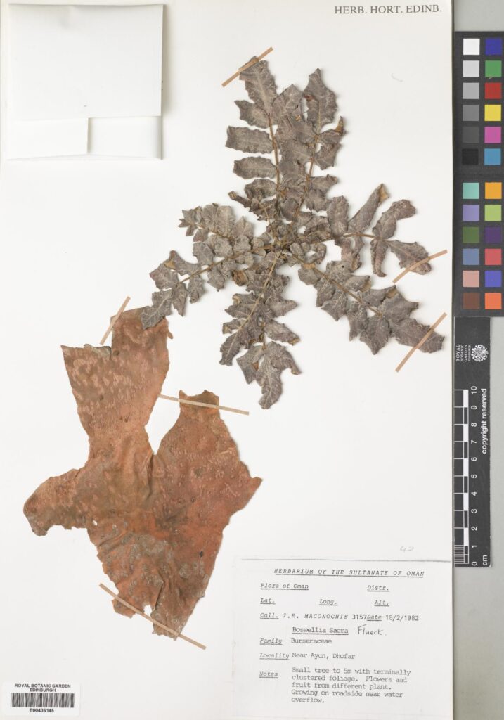 Specimen of Boswellia sacra Flück. collected in Oman in 1982. Boswellia sacra is one of the species that produce true frankincense. (E00436145)
