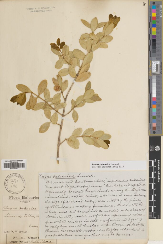 Specimen of Buxus balearica Lam., collected in Majorca in 1903 by J. White (E00756957)