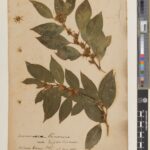 Specimen of Sarcococca coriacea (Hook.) Sweet, collected in India in 1886. (E01415175)