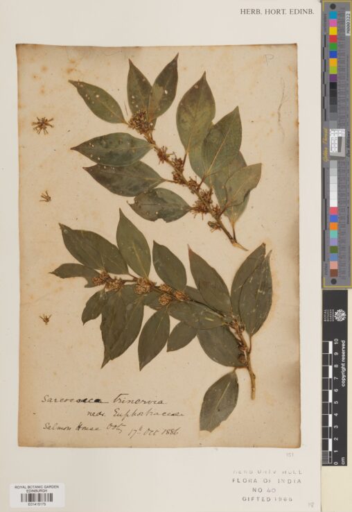 Specimen of Sarcococca coriacea (Hook.) Sweet, collected in India in 1886. (E01415175)