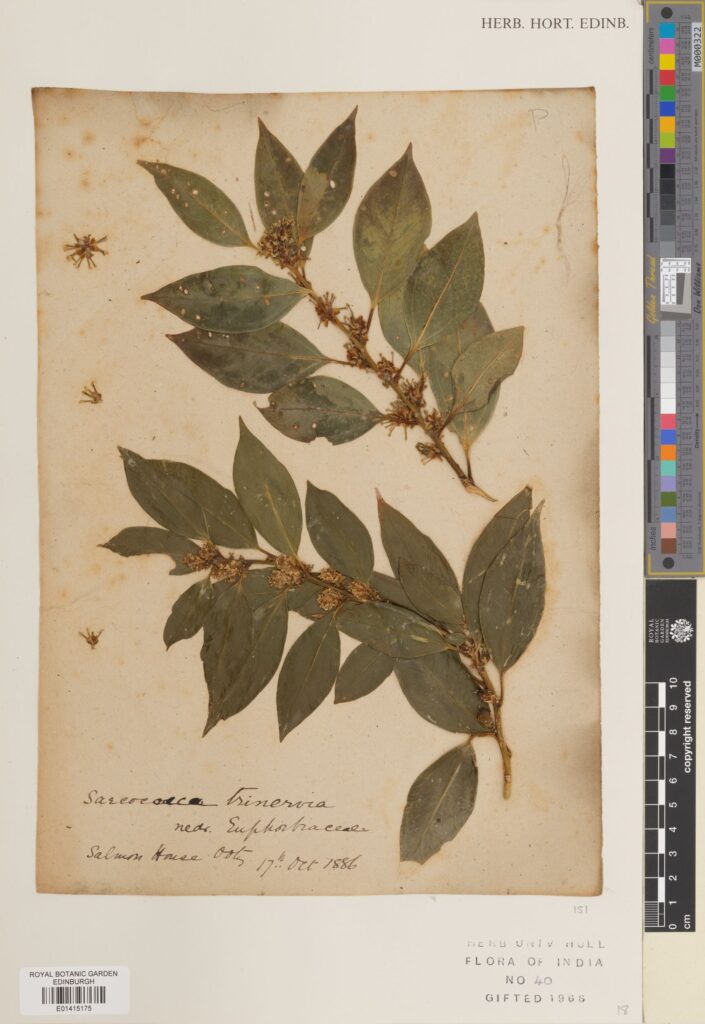 Specimen of Sarcococca coriacea (Hook.) Sweet, collected in India in 1886.