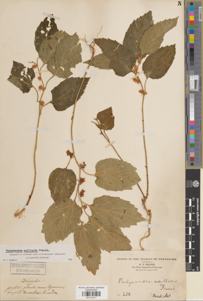 Pachysandra axillaris Franch., collected in Yunnan by E.E.Maire (E01415417)