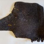 Lichens using an old leather boot as a substrate.