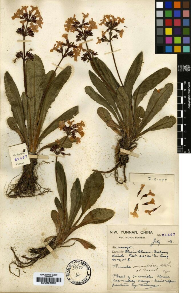 Primula aurantiaca W.W.Sm. & Forrest, collected by George Forrest in Yunnan, China in 1922) (E00024063)