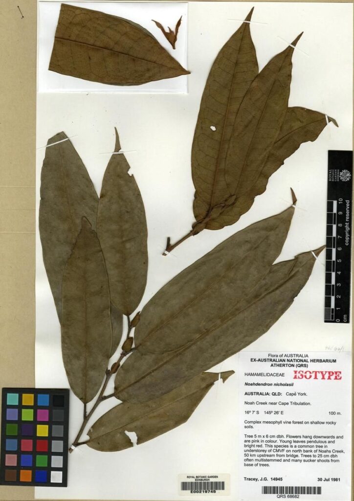 Isotype of Noahdendron nicholasii P.K. Endress, B. Hyland & J.G. Tracey. Collected in Queensland, Australia in 1981