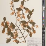 Specimen of Loropetalum chinense (R.Br.) Oliv., collected in China in 2004.