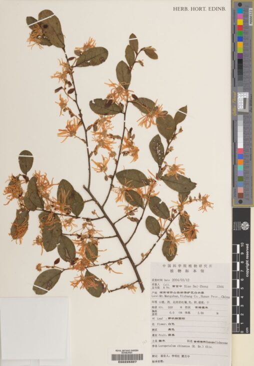 Specimen of Loropetalum chinense (R.Br.) Oliv., collected in China in 2004.