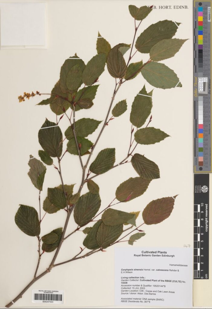 Specimen of Corylopsis sinensis var. calvescens Rehder & E.H.Wilson. The specimen is from our cultivated collection and was collected in 2003.