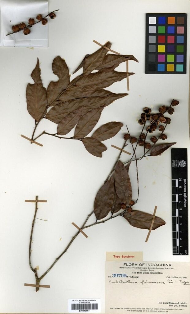 Type of Embolanthera glabrescens H.L.Li. Collected in Vietnam in 1940.