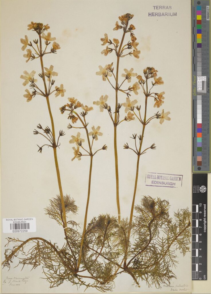 Hottonia palustris L., also known as water violet or featherfoil, is an aquatic plant in the Primulaceae. This specimen was collected in England in 1886. (E00972259)